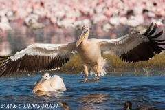 pélican blanc / white pelican