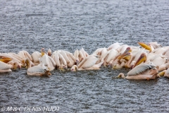 pélican blanc / white pelican