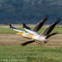 pélican blanc / white pelican