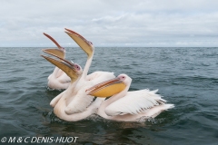 pélican blanc / white pelican