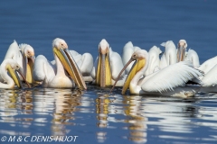 pélican blanc / white pelican