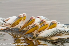 pélican blanc / white pelican