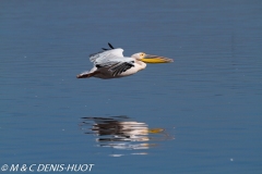 pélican blanc / white pelican