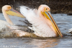 pélican blanc / white pelican