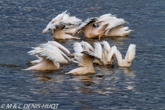 pélican blanc / white pelican