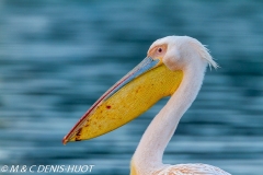 pélican blanc / white pelican