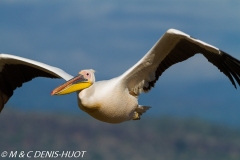 pélican blanc / white pelican