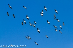 pélican blanc / white pelican
