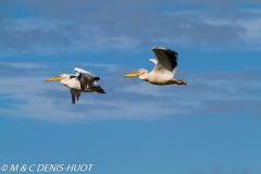 pélican blanc / white pelican