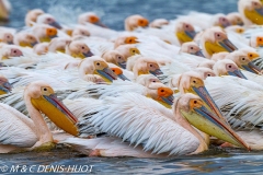 pélican blanc / white pelican