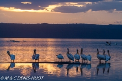 pélican blanc / white pelican