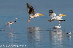 pélican blanc / white pelican