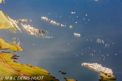 pélican blanc / white pelican