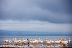 pélican blanc / white pelican