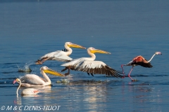 pélican blanc / white pelican