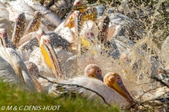 pélican blanc / white pelican