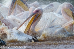 pélican blanc / white pelican