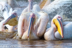 pélican blanc / white pelican