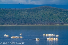 pélican blanc / white pelican