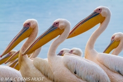 pélican blanc / white pelican