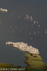 pélican blanc / white pelican