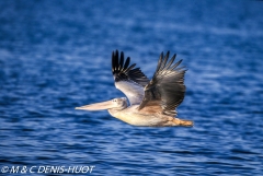 pélican blanc / white pelican