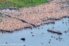 pélican blanc / white pelican