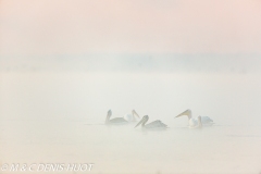 pélican blanc / white pelican