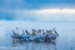 pélican blanc / white pelican