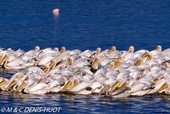 pélican blanc / white pelican