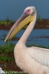 pélican blanc / white pelican