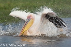 pélican blanc / white pelican