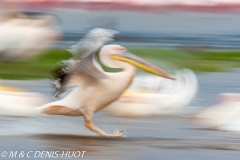 pélican blanc / white pelican