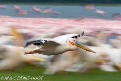 pélican blanc / white pelican