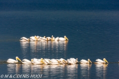 pélican blanc / white pelican