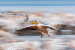 pélican blanc / white pelican