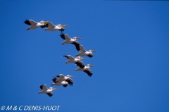 pélican blanc / white pelican