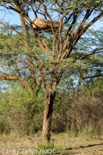 lac Bogoria / lake Bogoria