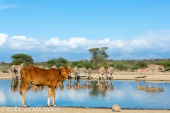 lac Magadi / lake Magadi