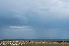 réserve de Masai-Mara / Masai-Mara game reserve