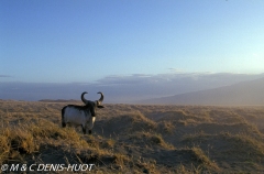 lac Natron / lake Natron