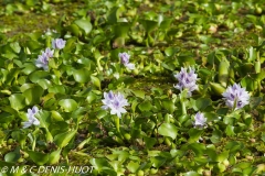 jacinthe d'eau / water hyacinth