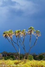 palmier doum / Doum palm