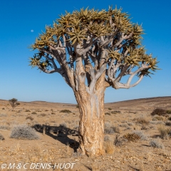 arbre à carquois / quiver tree