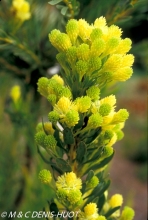 Protea