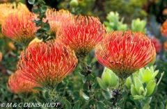 Protea