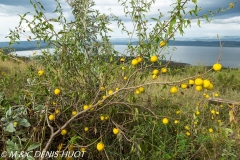 parc national de Nakuru / Nakuru national park