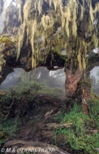Ruwenzori