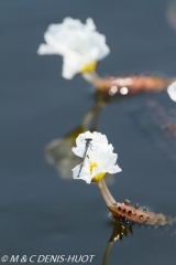 Okavango