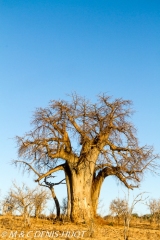 baobab